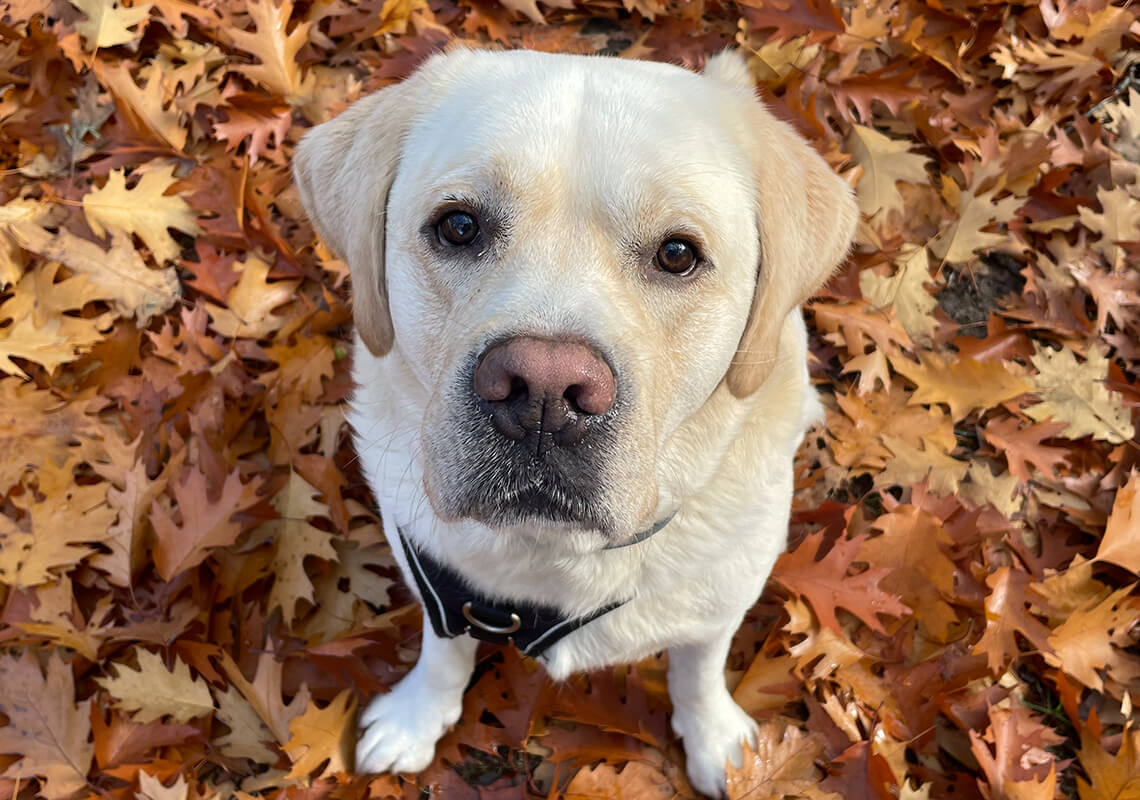 Feelgood Manager Lucky