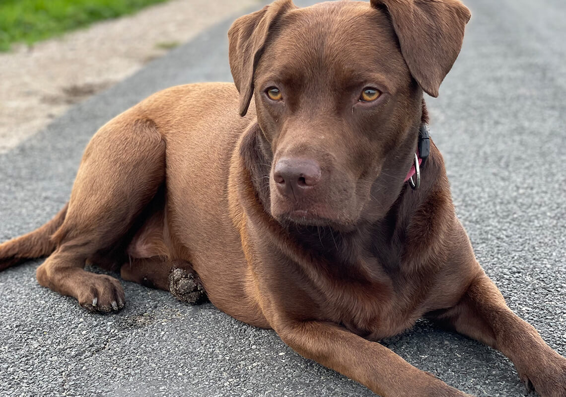 Feelgood Manager Simba