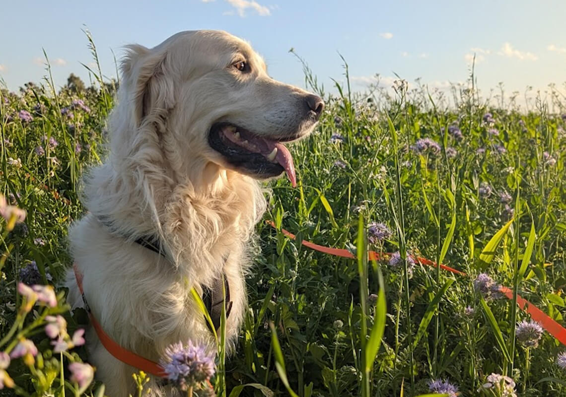 Feelgood Manager Simba